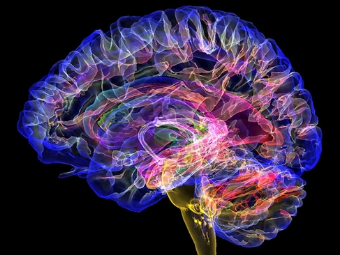 日老色B大脑植入物有助于严重头部损伤恢复
